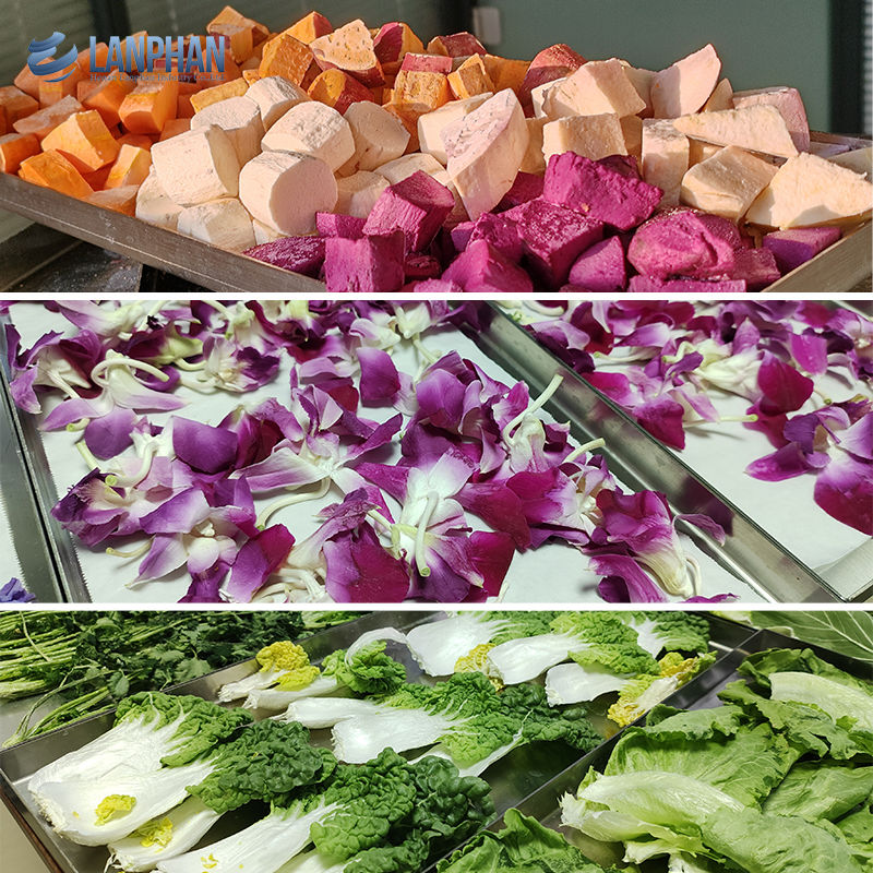 Вакуумный сушильщик морозильщик сушильщик морозильщик для мяса пищевые животные морозильщик фруктовый сушильщик